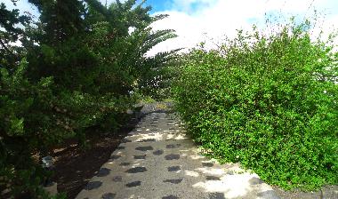 Ferienhaus in la Vegueta ( Tinajo) (Lanzarote) oder Ferienwohnung oder Ferienhaus