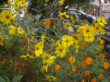Ferienhaus in KOKKINI HANI (Irakleio) oder Ferienwohnung oder Ferienhaus
