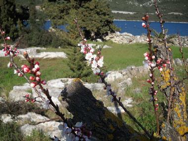 Ferienwohnung in Mali Ston (Dubrovacko-Neretvanska) oder Ferienwohnung oder Ferienhaus