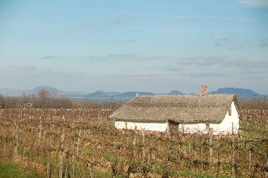 Phantastischer Panoramablick aus Weinbergen 400 m vom Haus 