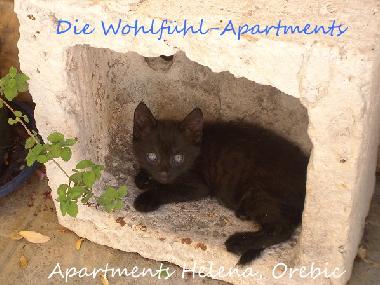 Ferienwohnung in Orebic (Dubrovacko-Neretvanska) oder Ferienwohnung oder Ferienhaus