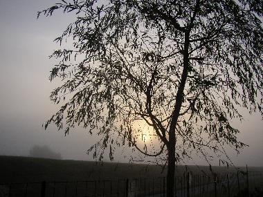 Abendnebel