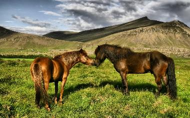 Ferienhaus in Borgarnes (Myrasysla) oder Ferienwohnung oder Ferienhaus