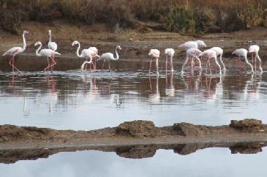 Ferienwohnung in Cabanas de Tavira (Algarve) oder Ferienwohnung oder Ferienhaus