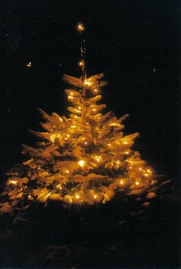 Sch�ne B�umchen zu Weihnachtszeit im ganzen Dorf.