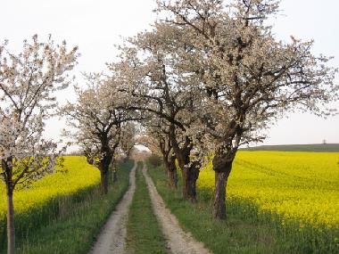 ...und Rapsfelder soweit das Auge reicht. Weg auf Gro�en`s Berg.