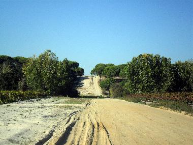 Weg nach unser Lodge, durch das Rebland von Comporta
