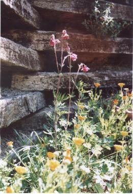 Villa in Cortona Mercatale (Arezzo) oder Ferienwohnung oder Ferienhaus