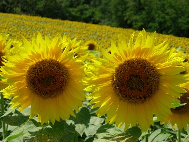 Ferienhaus in Anghiari (Arezzo) oder Ferienwohnung oder Ferienhaus