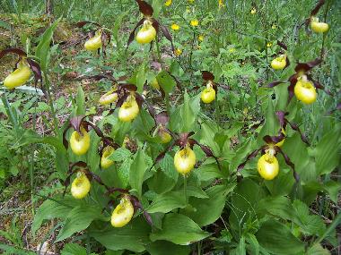 Orchidee Frauenschuh