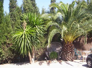 Garten mit Palmen
