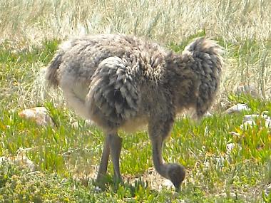 Unser "kleiner" Nationalvogel