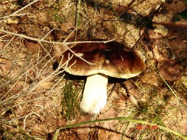 Ferienwohnung in Ueckerm�nde (Mecklenburgische Ostseek�ste) oder Ferienwohnung oder Ferienhaus