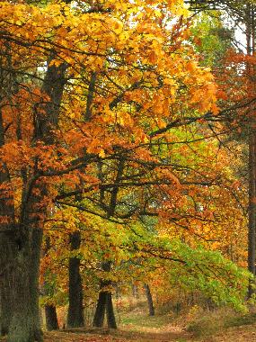 Ferienhaus in Lipusz (Pomorskie) oder Ferienwohnung oder Ferienhaus