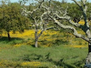 Ferienhaus in Grandola (Alentejo Litoral) oder Ferienwohnung oder Ferienhaus