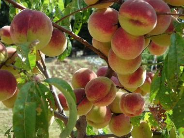 Ferienhaus in Anghiari (Arezzo) oder Ferienwohnung oder Ferienhaus