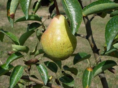 Ferienhaus in Anghiari (Arezzo) oder Ferienwohnung oder Ferienhaus