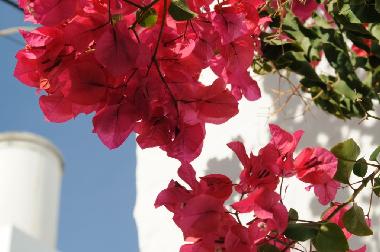 Bougainvilleas in vielen Farben