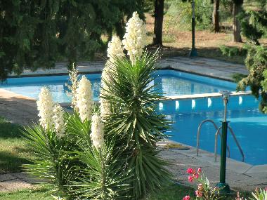 Swimmingpool mit Planchbecken