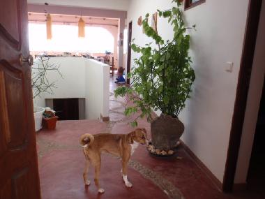 Ferienhaus in Ribeira do Joao (Maio) oder Ferienwohnung oder Ferienhaus