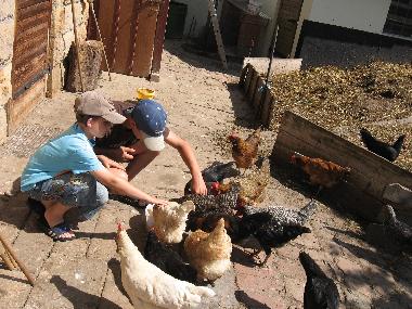 Frische Frhstckseier gibt es mit etwas Glck direkt ab Hhnerstall. Die handzahmen Hhner leben hi