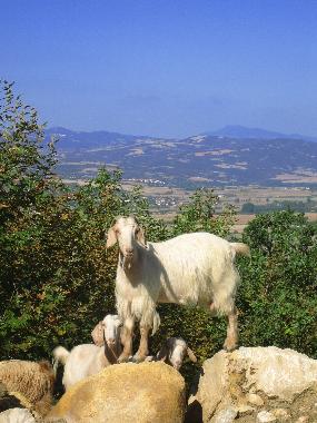 Idylle auf der Chalkidiki