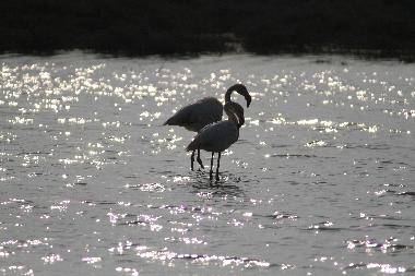 Gste von Herbst bis Frhjahr (50 m vom Haus)