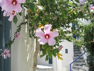 Ferienhaus in Parikia (Kyklades) oder Ferienwohnung oder Ferienhaus