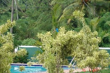 Eisvogel am Swimmingpool