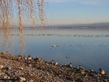 Ferienwohnung in Allensbach (Bodensee) oder Ferienwohnung oder Ferienhaus