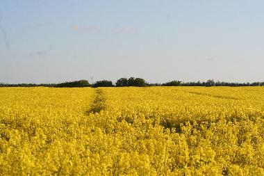 Rapsbl�te im Fr�hjahr