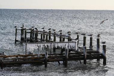 M�ven am winterlichen Anleger