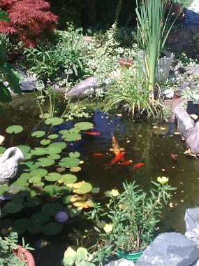 Ferienhaus in Balatonbogl�r (Somogy) oder Ferienwohnung oder Ferienhaus