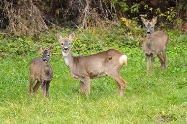 Rehmutter mit Kitzen beobachtet die Gaeste des Reiterhofes