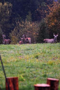 Hirsch Herde auf unserem Grillplatz