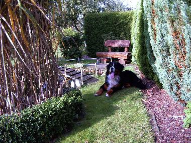 Gartenansicht mit Hund