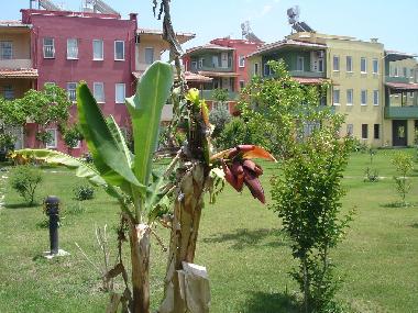 Ferienhaus in kizilot (Antalya) oder Ferienwohnung oder Ferienhaus