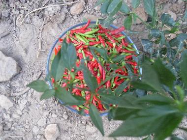 Chalet in Olympos (Antalya) oder Ferienwohnung oder Ferienhaus