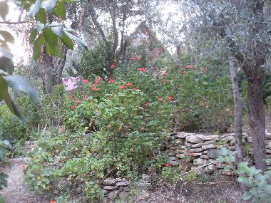 Chalet in Olympos (Antalya) oder Ferienwohnung oder Ferienhaus