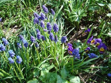 Fr�hling im Garten