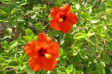 Hibiskusbl�ten im bet�rendem Rot!