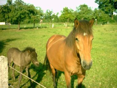 Ponyfhren fr Kinder