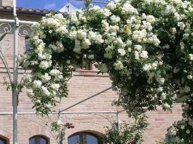 Pension in Treia (Macerata) oder Ferienwohnung oder Ferienhaus