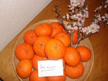 Ferienwohnung in Quarteira (Algarve) oder Ferienwohnung oder Ferienhaus