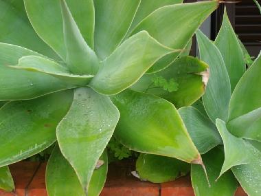 Ferienwohnung in Quarteira (Algarve) oder Ferienwohnung oder Ferienhaus