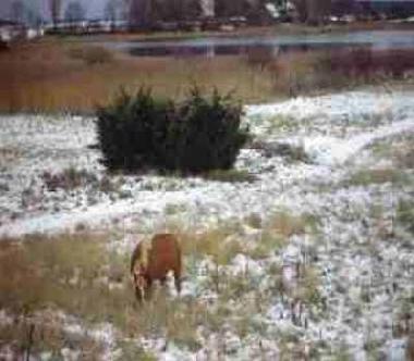 Winter auf dem Zudar - sogar ein Pferd fhlt sich woh!