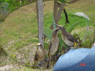 Ferienhaus in Gansbaai (Western Cape) oder Ferienwohnung oder Ferienhaus