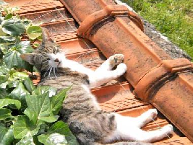 Ferienwohnung in Vodice (Sibensko-Kninska) oder Ferienwohnung oder Ferienhaus