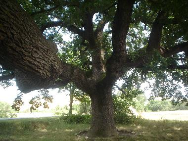 Villa in sarteano (Siena) oder Ferienwohnung oder Ferienhaus