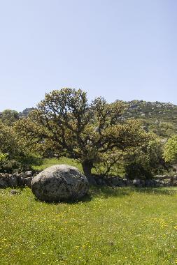 Ferienhaus in Tinos island (Kyklades) oder Ferienwohnung oder Ferienhaus